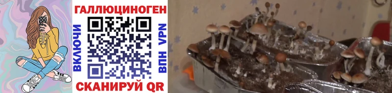 Галлюциногенные грибы Psilocybe блэк спрут как войти Гусь-Хрустальный